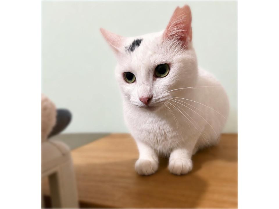可憐な白猫❤️くみんちゃん