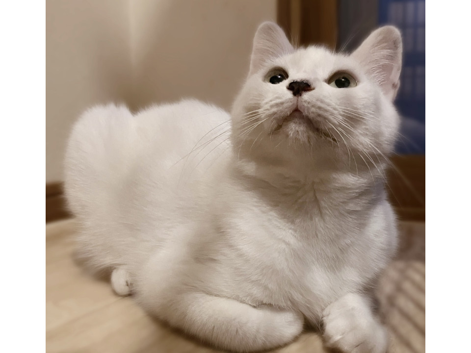 コアラ鼻❤️白猫おぼろちゃん