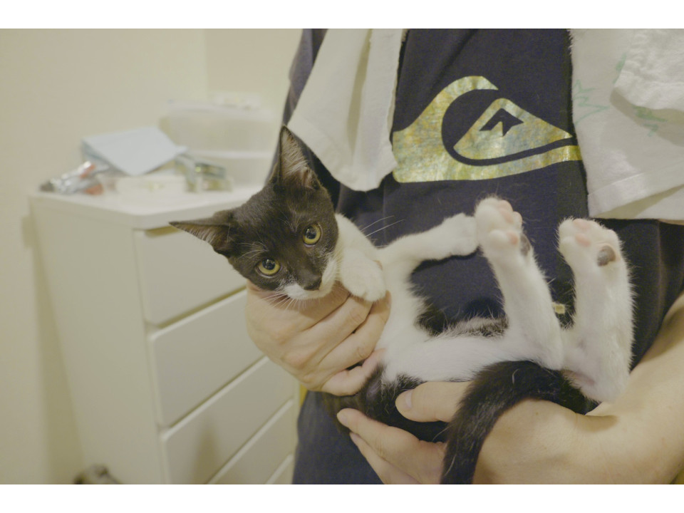 白黒子猫の里親さん募集！