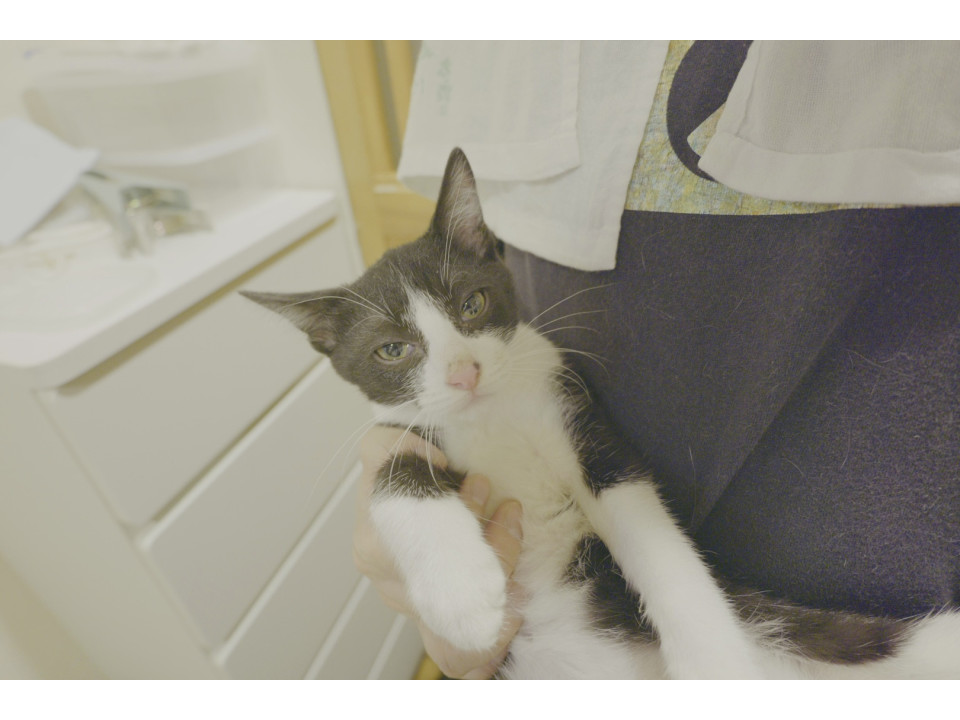 白黒子猫の里親さん募集！