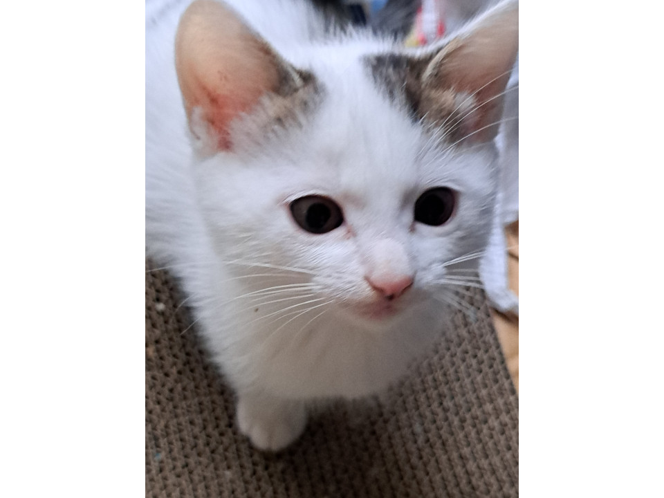 子猫兄弟