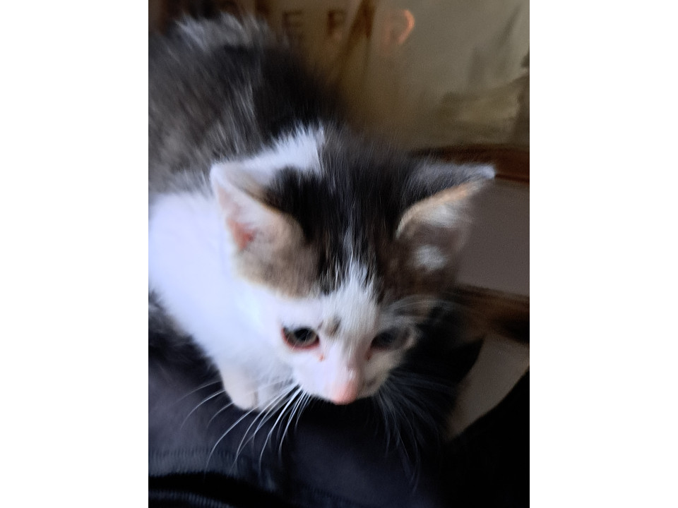 子猫兄弟