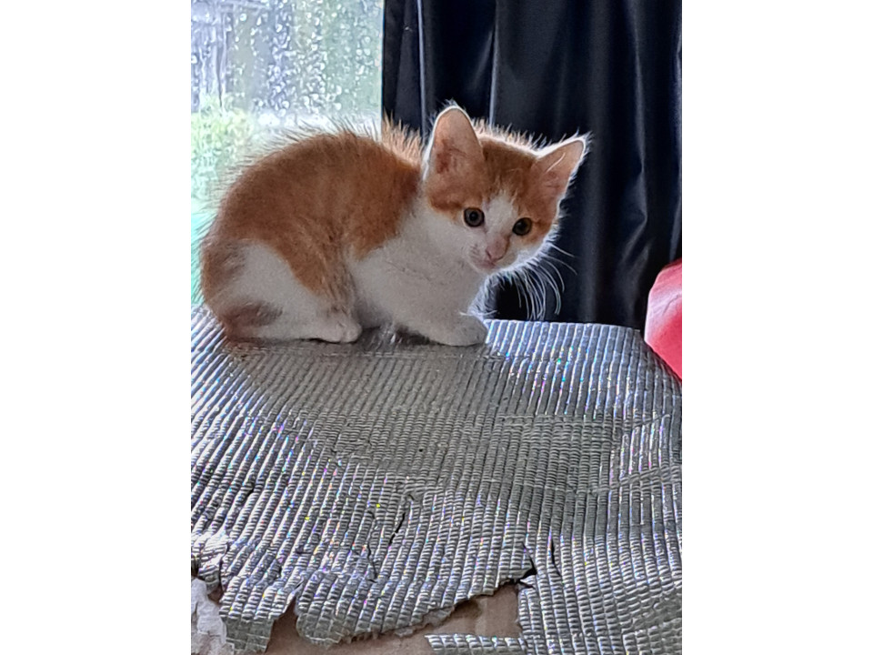 子猫兄弟