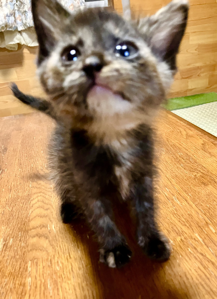 7兄妹お目目ぱっちりサビちゃん