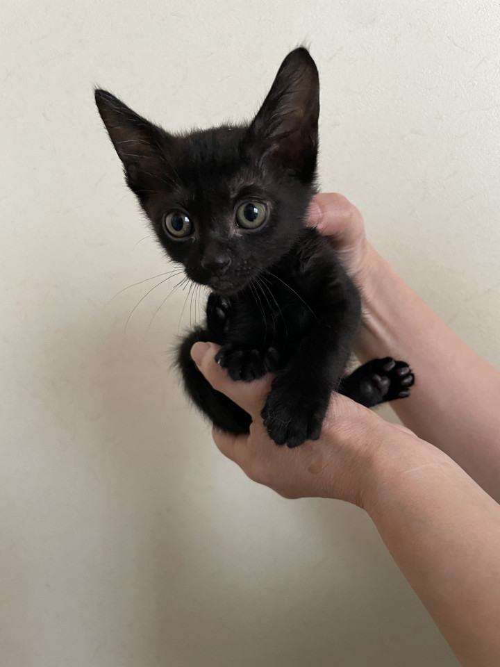 生後1ヶ月の黒猫の男の子