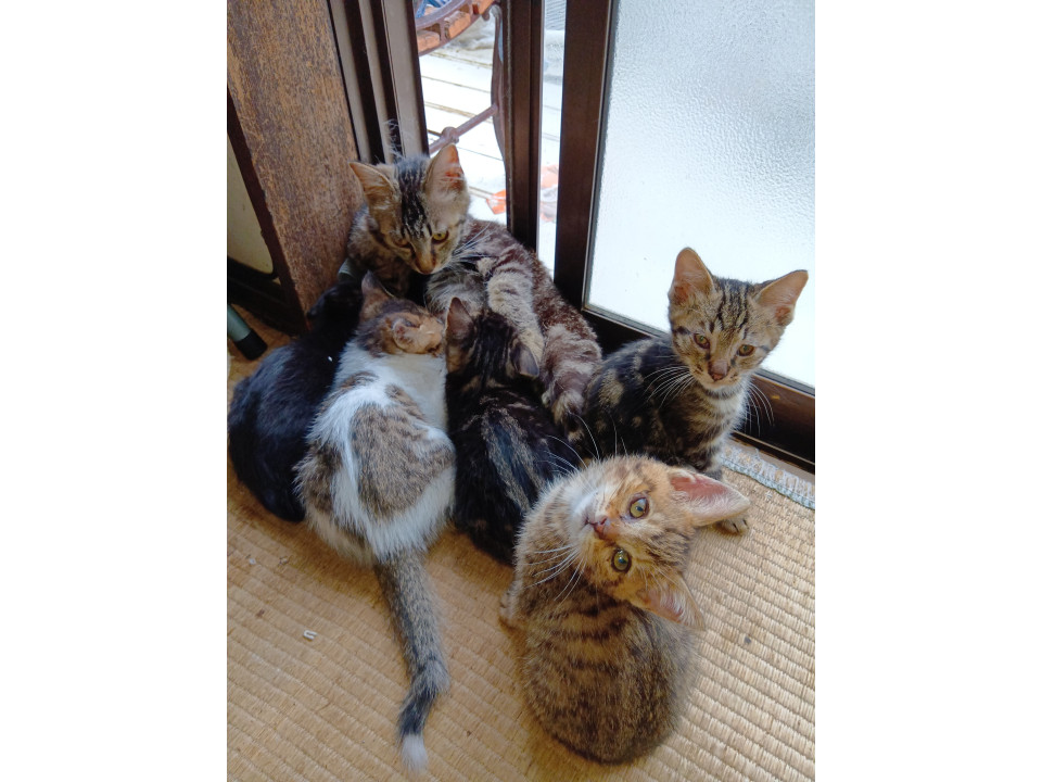子猫5匹里親募集