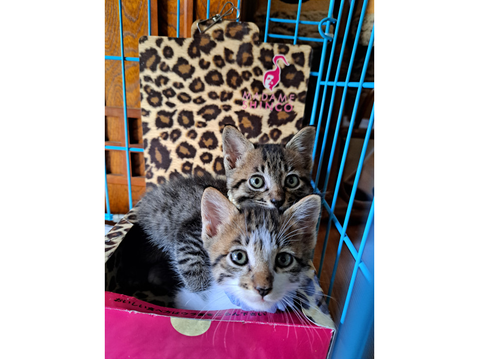 生後1ヶ月　キジシロとキジトラ