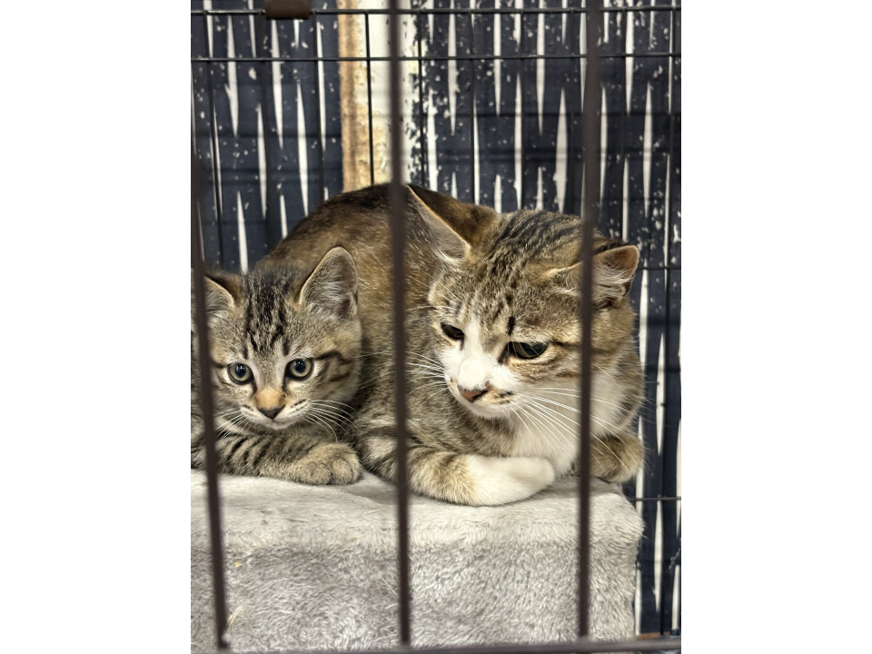 親子猫保護しました