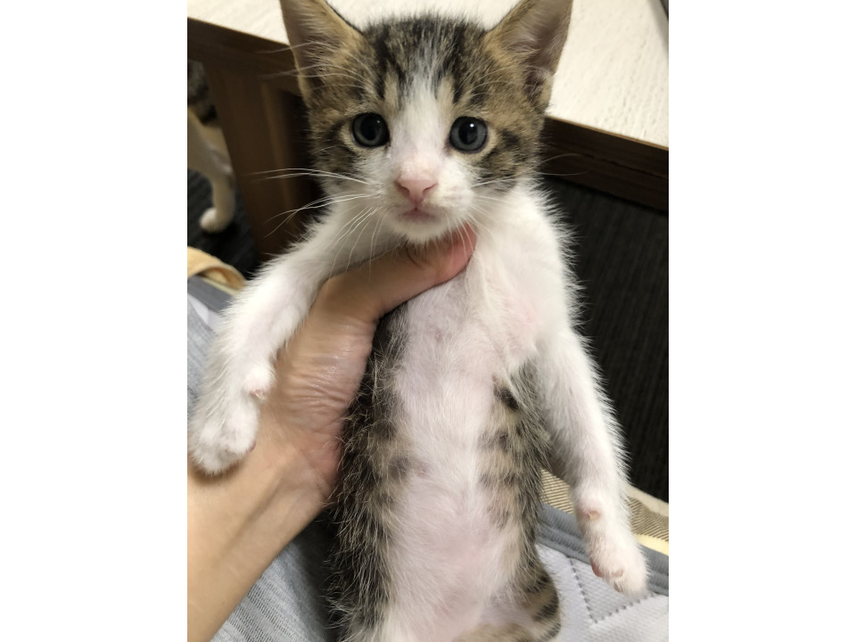 可愛い子猫たち?