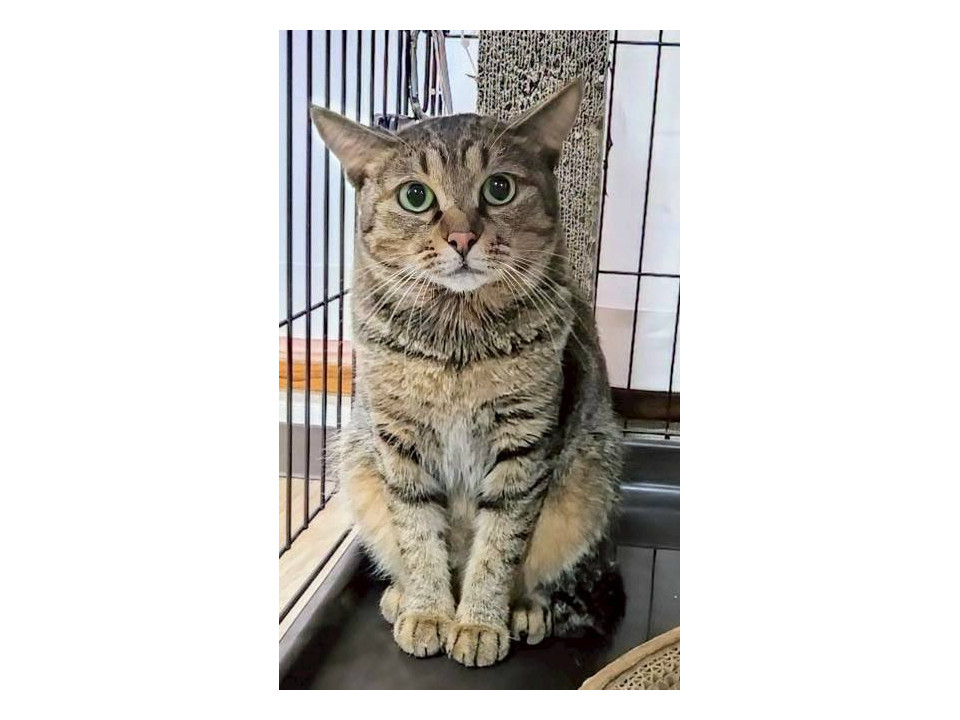 猫ちゃん大好きパンナちゃん