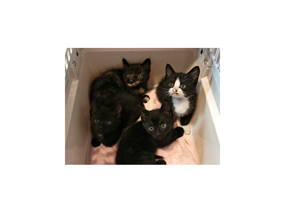 ４月１２日生まれ　人慣れした子猫達
