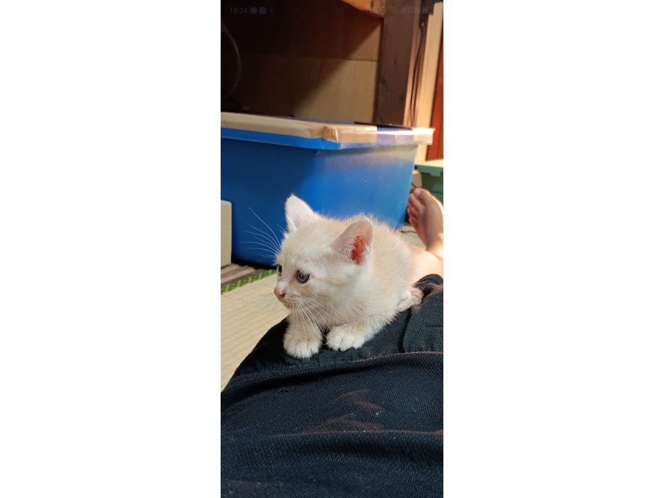 かわいいブルーアイの子猫
