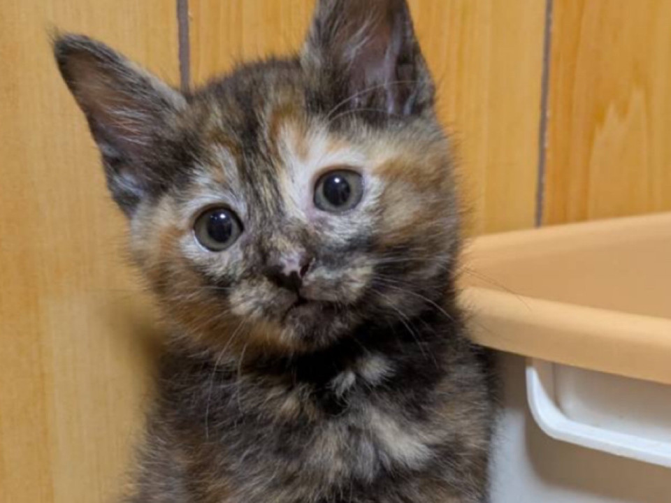 おっとり穏やかで可愛いサビ猫ちゃん