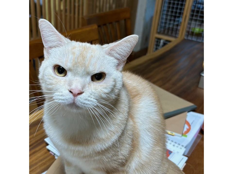 のんびりおっとり　ミルクティ色のアメショ