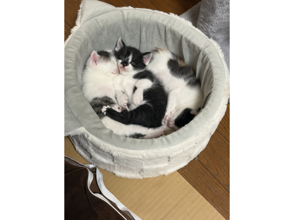 母猫(1年)と子猫3匹(3週間)