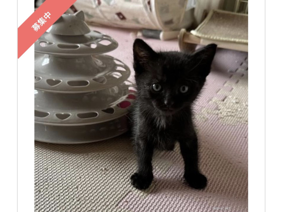 ミルクから育てた⭐︎甘えん坊な黒猫くん