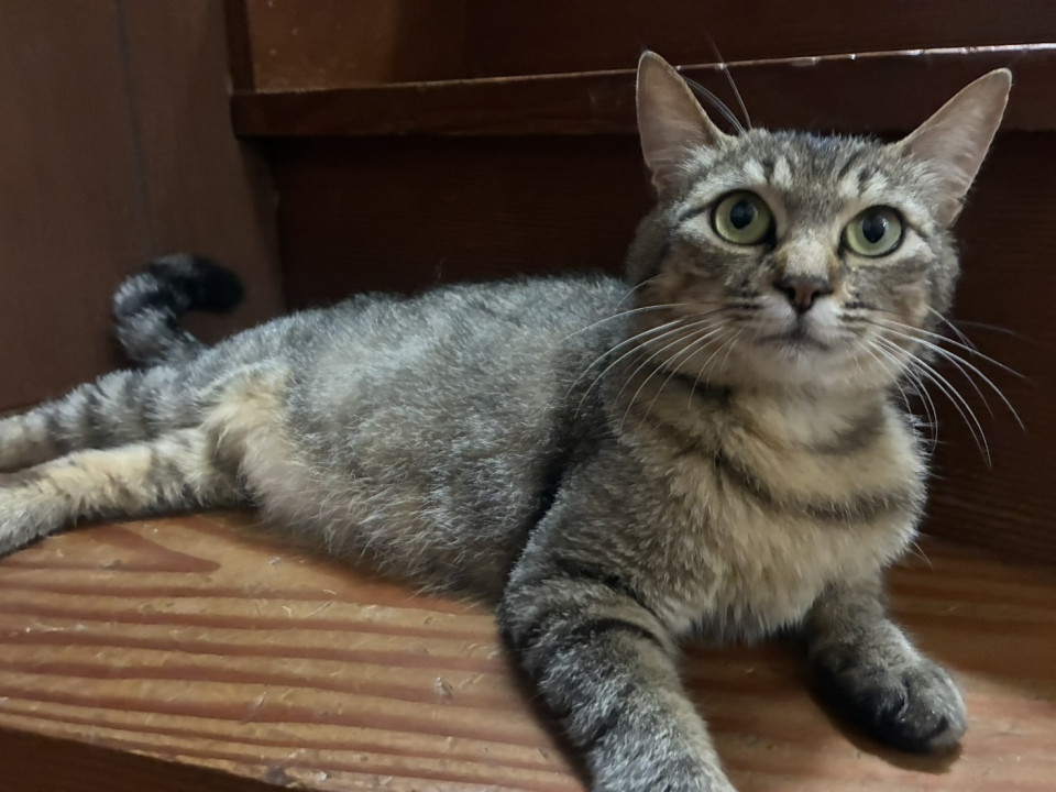 人懐っこいママ猫ちゃん