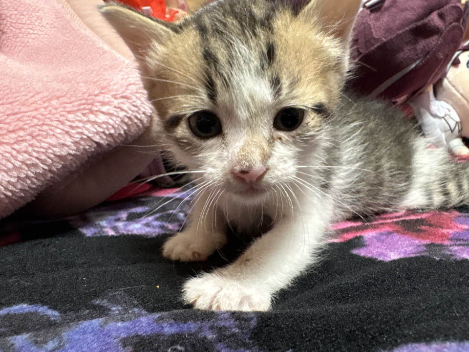 ママ猫ちゃんと一緒に保護しました