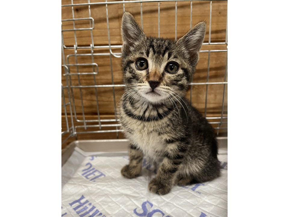 譲渡会参加予定キジ猫こなつちゃん