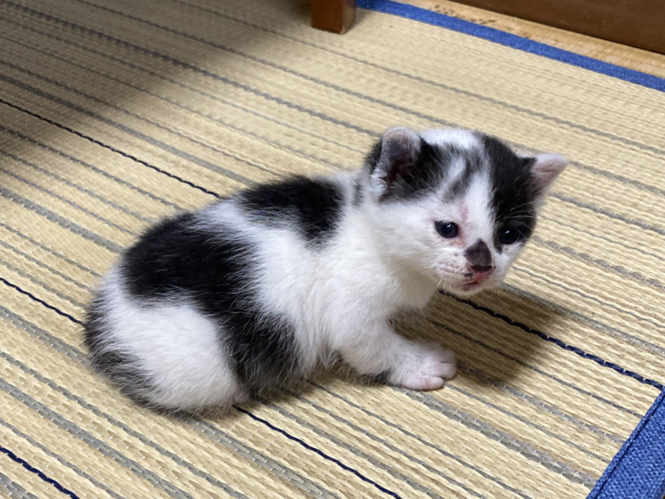 可愛さ加速中