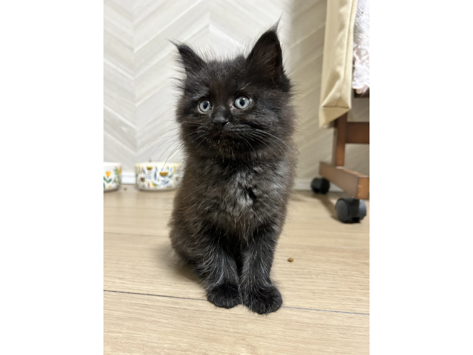 ふわっふわの長毛くん