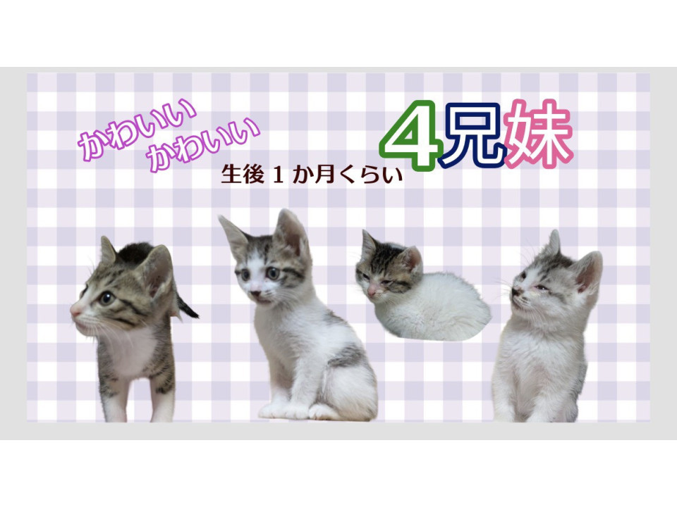 6/14地域猫活動団体ウイング譲渡会