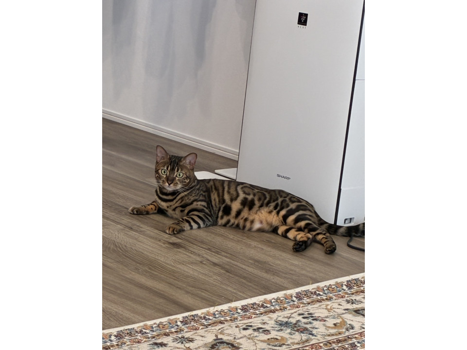 ベンガル猫