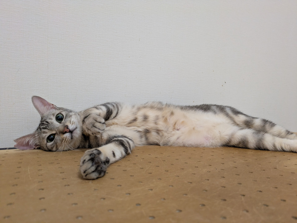 甘えん坊の男の子