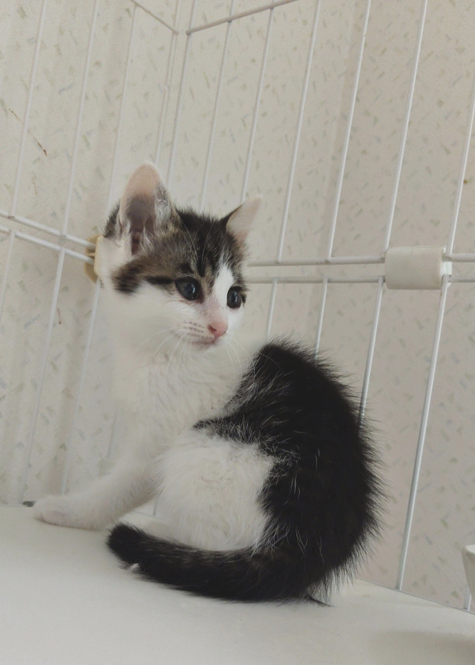 ほのぼのにゃん ❣ みぞれちゃん