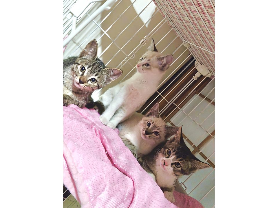 山里にゃんこ４きょうだい