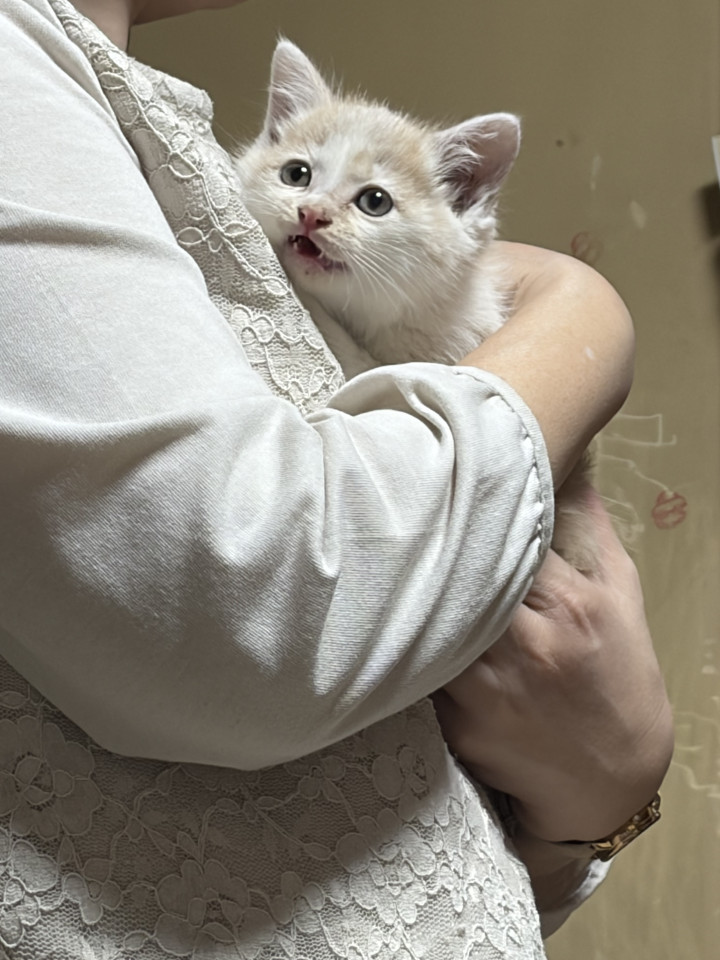 かわいいチャシロの男の子