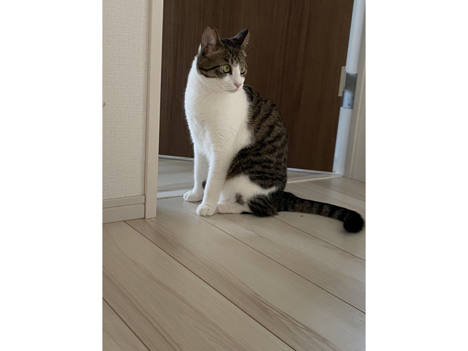 慣れ慣れ穏やか一歳
