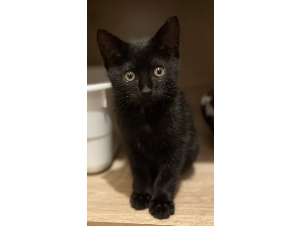 2ヶ月の子猫