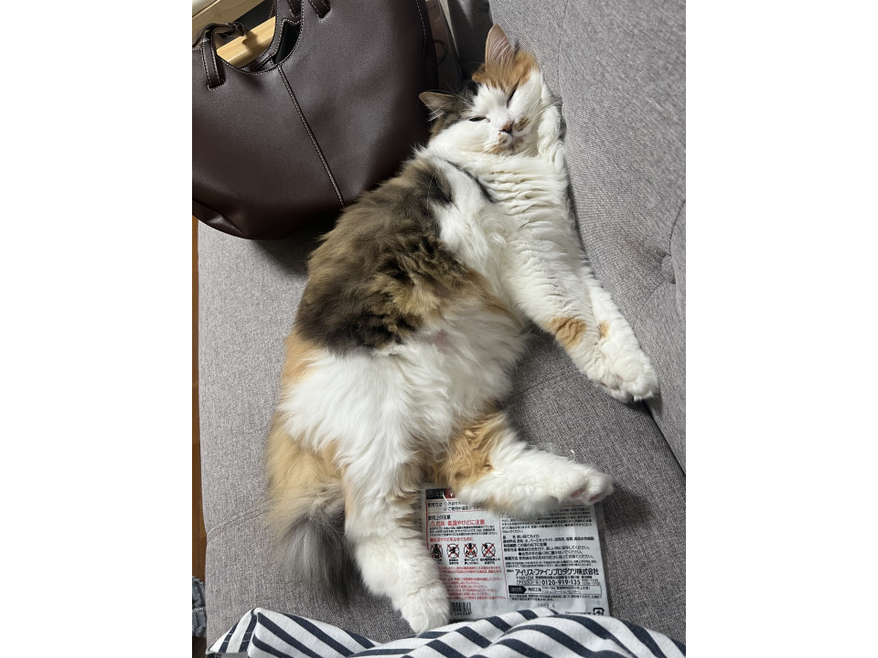 可愛いミケ猫