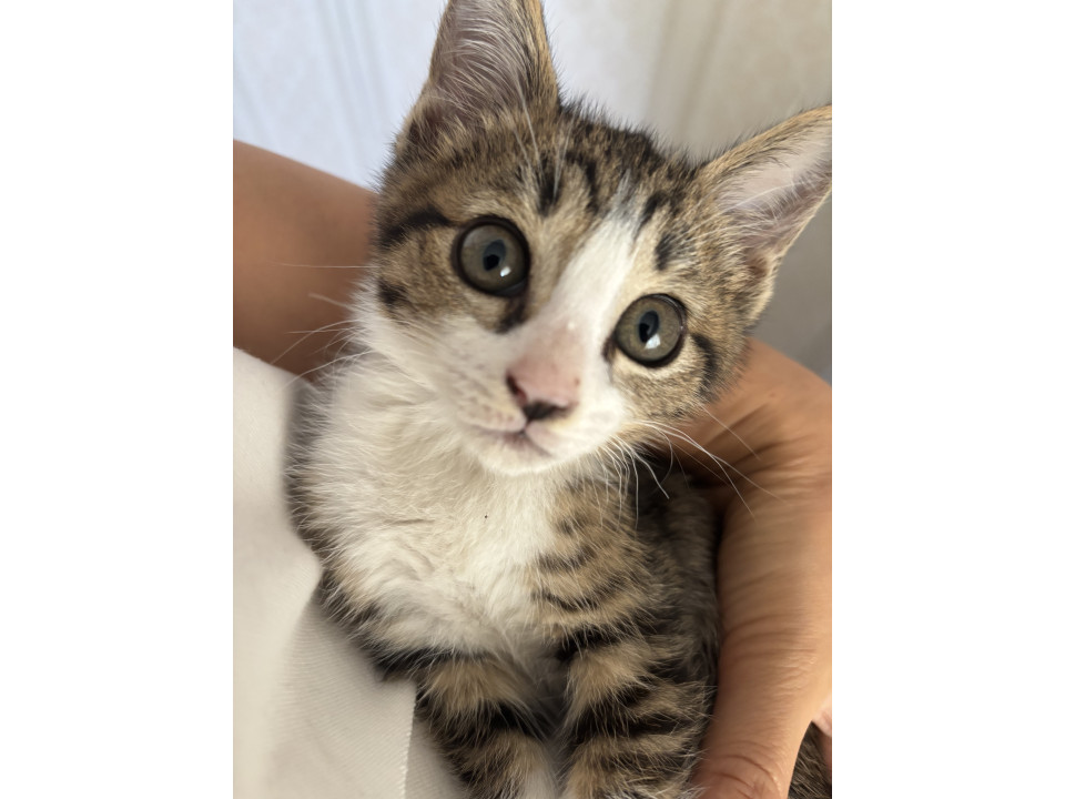ピンクのお鼻が特徴の可愛い子猫ちゃん