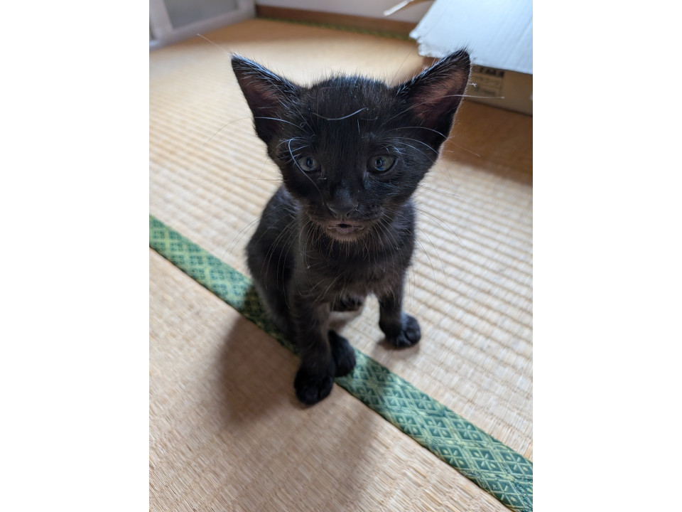 黒猫ちゃん。