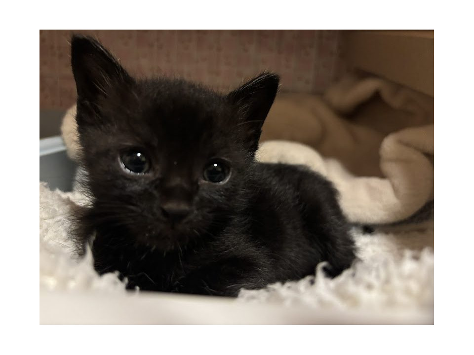 軒下で泣いていた小さな子猫達
