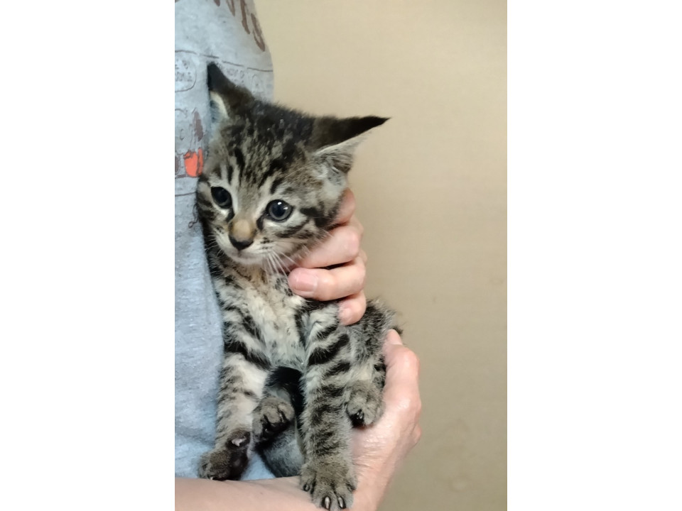 キジトラの子猫ここあです