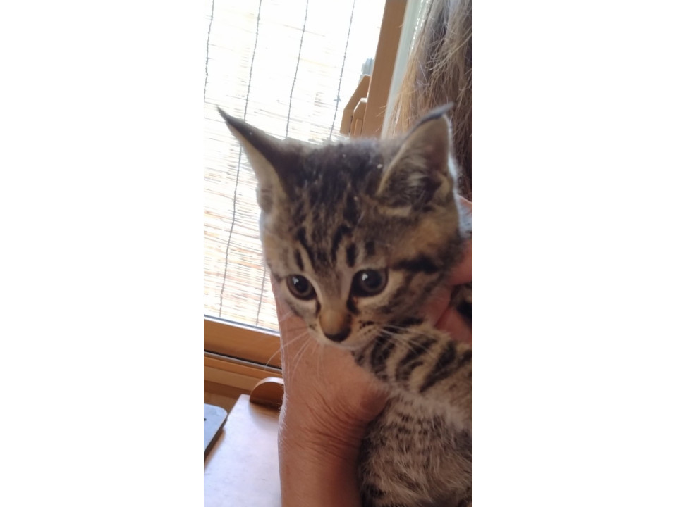 キジトラの子猫ちょこです