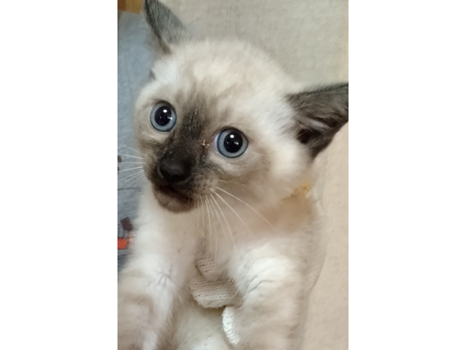 シャム風のみるくです