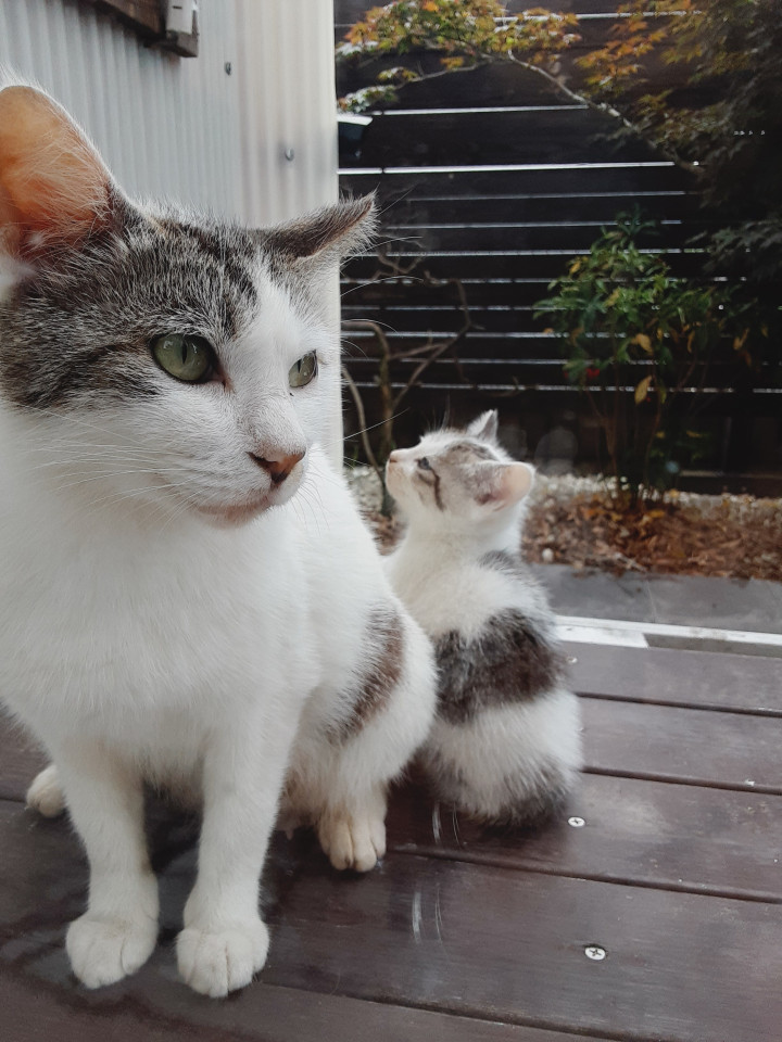 かわいい1才ママ猫ちゃん