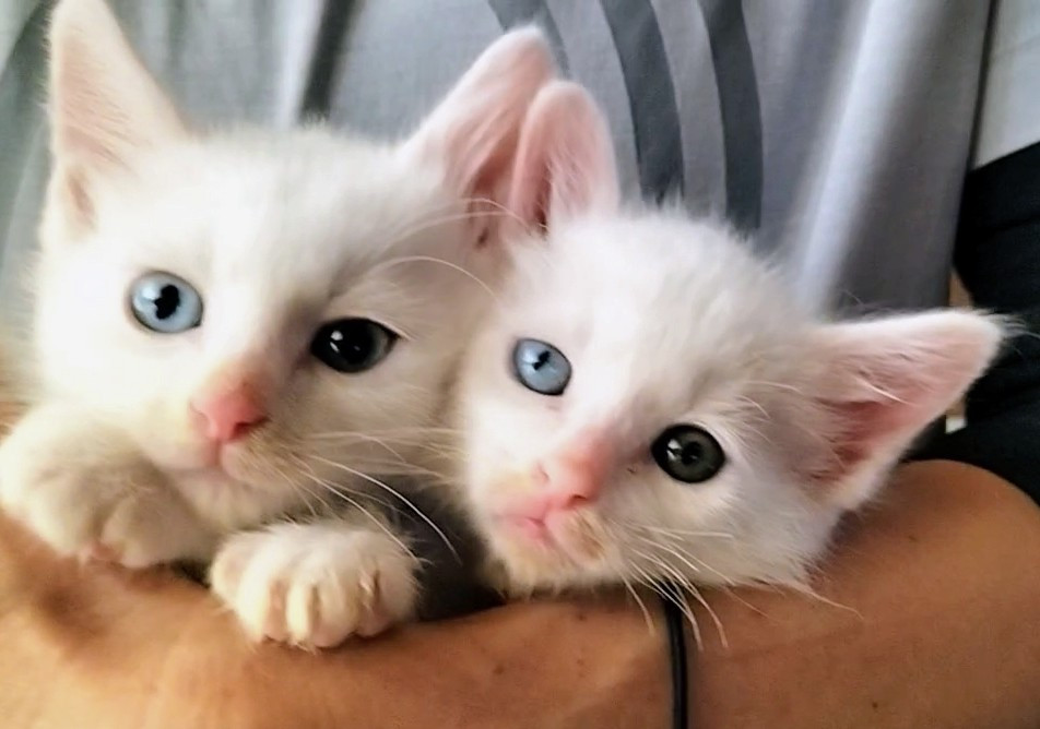 ブルー&オッドアイ♡白猫兄弟