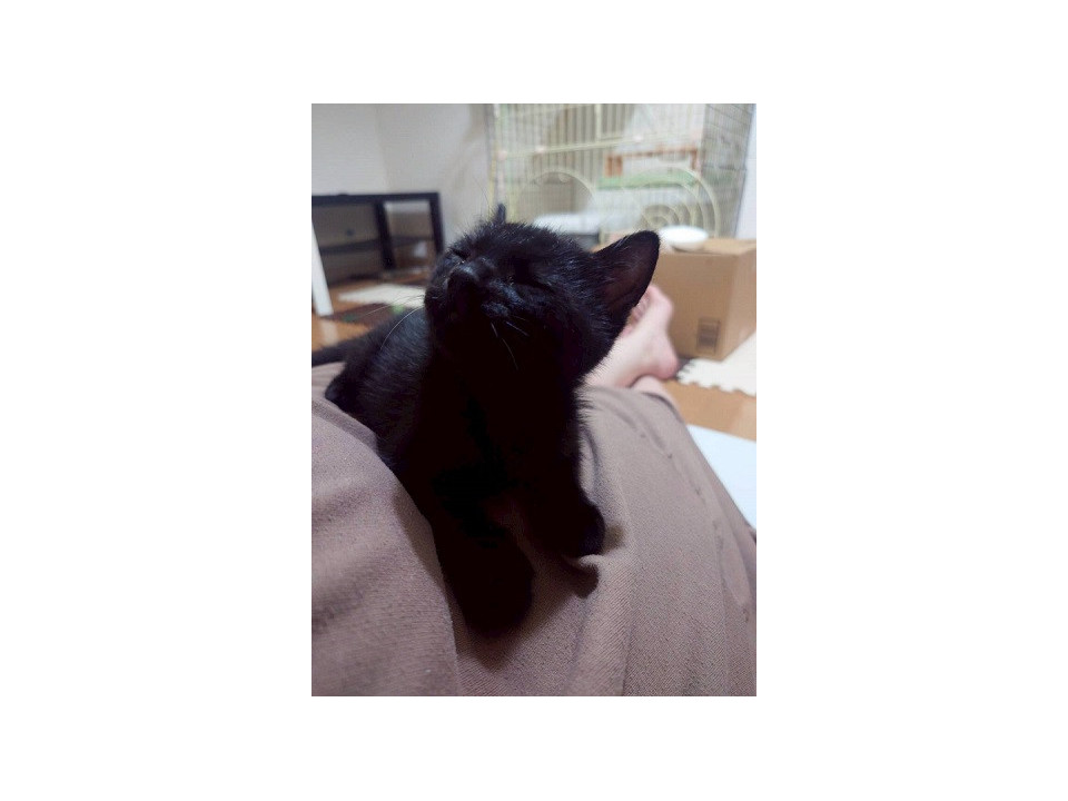 甘え上手なおこめくん