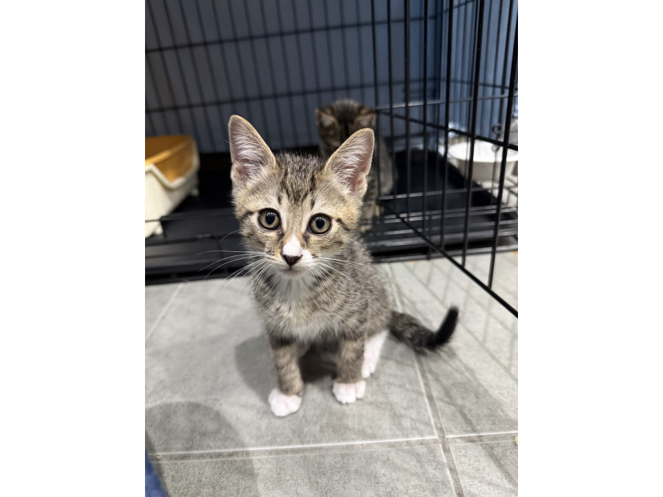 可愛い子猫の兄弟！