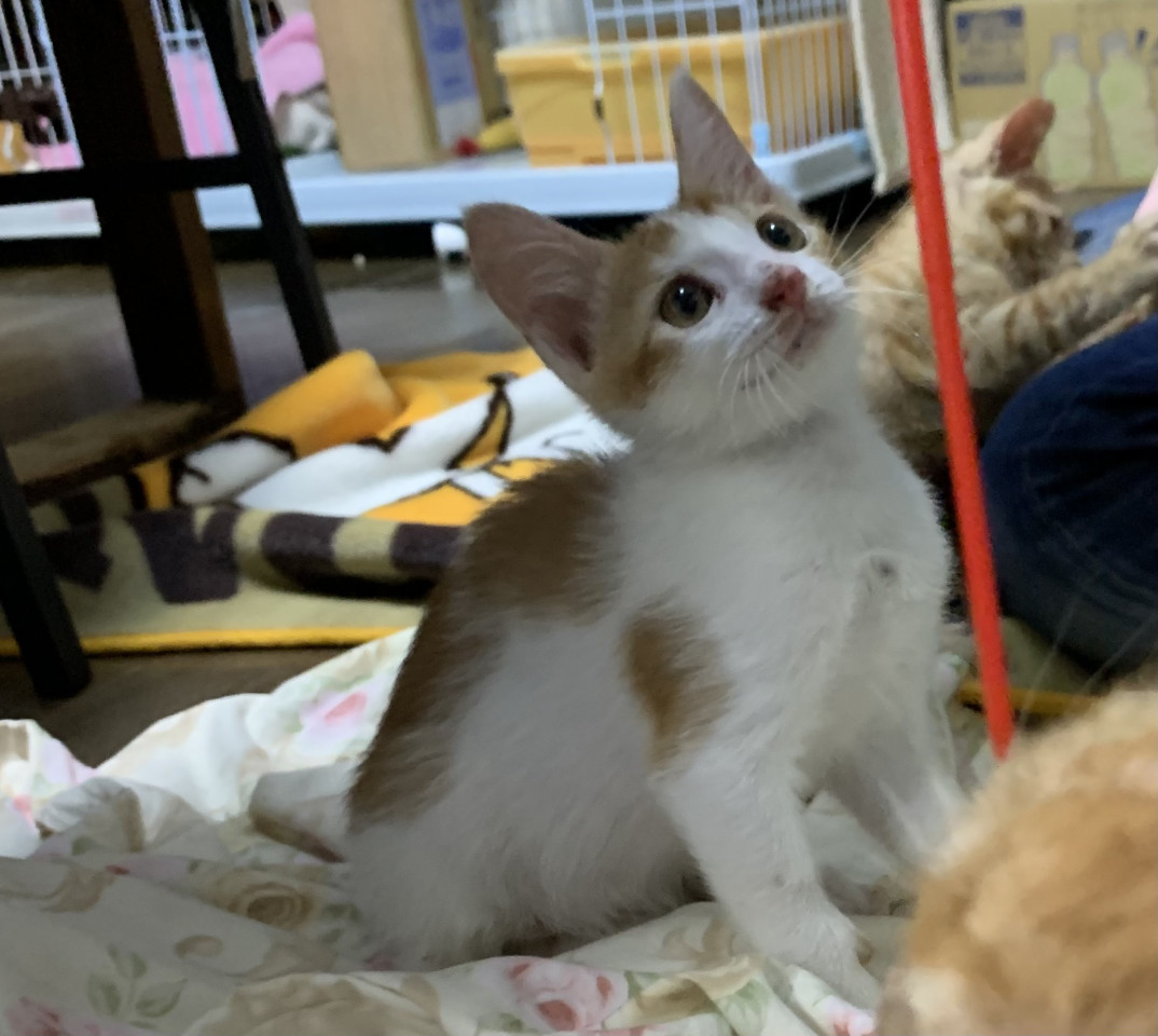 元気な茶白子猫・ロビンくん