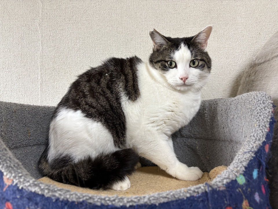 飼い猫に最適な可愛いサバ白猫！