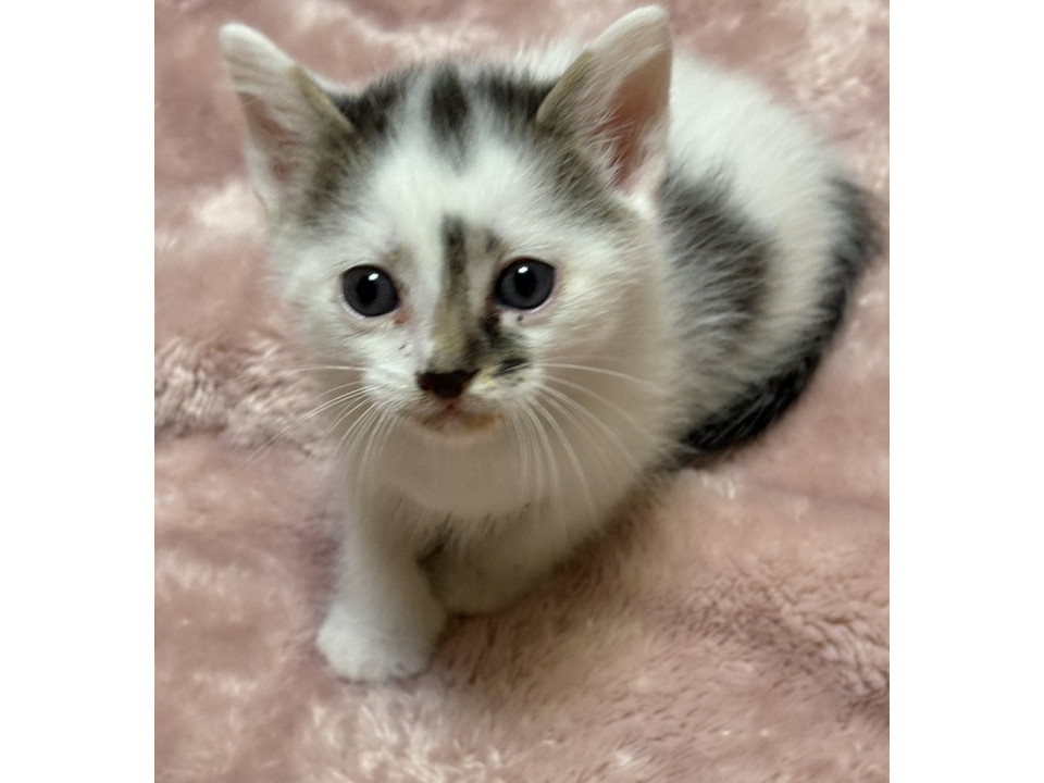熱海のバー看板猫ミーちゃん似！1ヶ月半