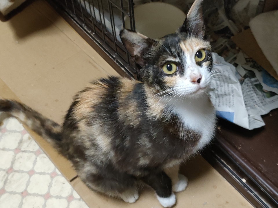 可愛い三毛猫　里親募集