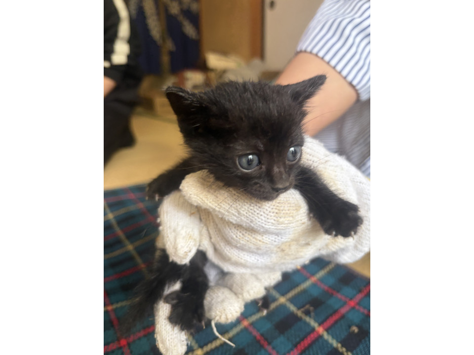 小柄で可愛い黒猫ちゃん