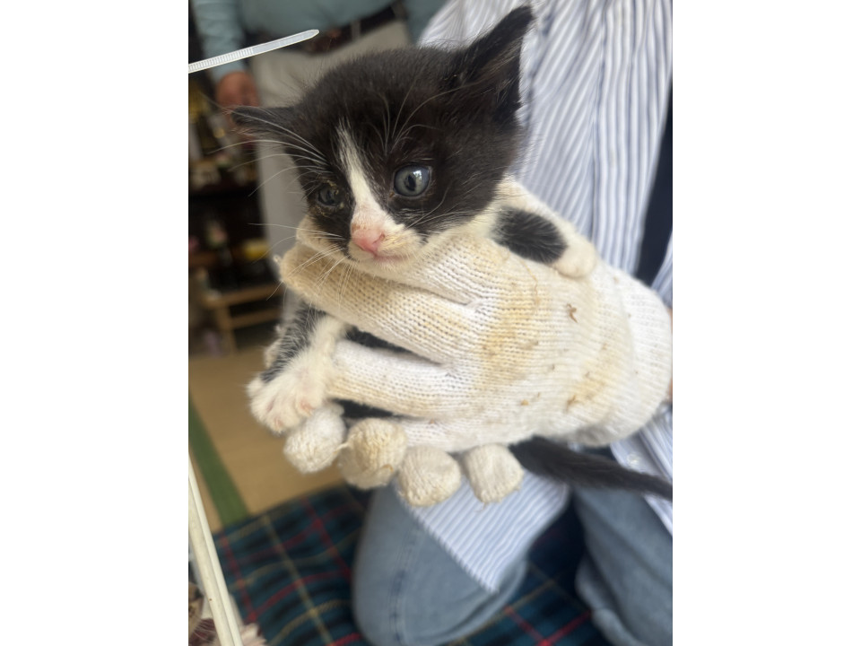 うるるん瞳のくつした猫ちゃん